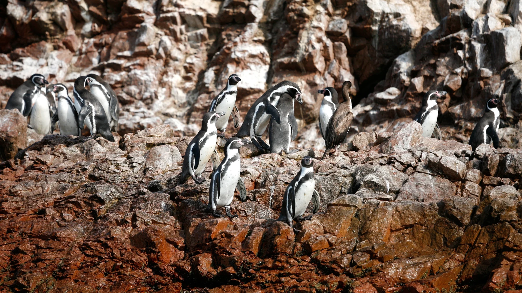 Humboldt penguins standing on rocky ledges at Ballestas