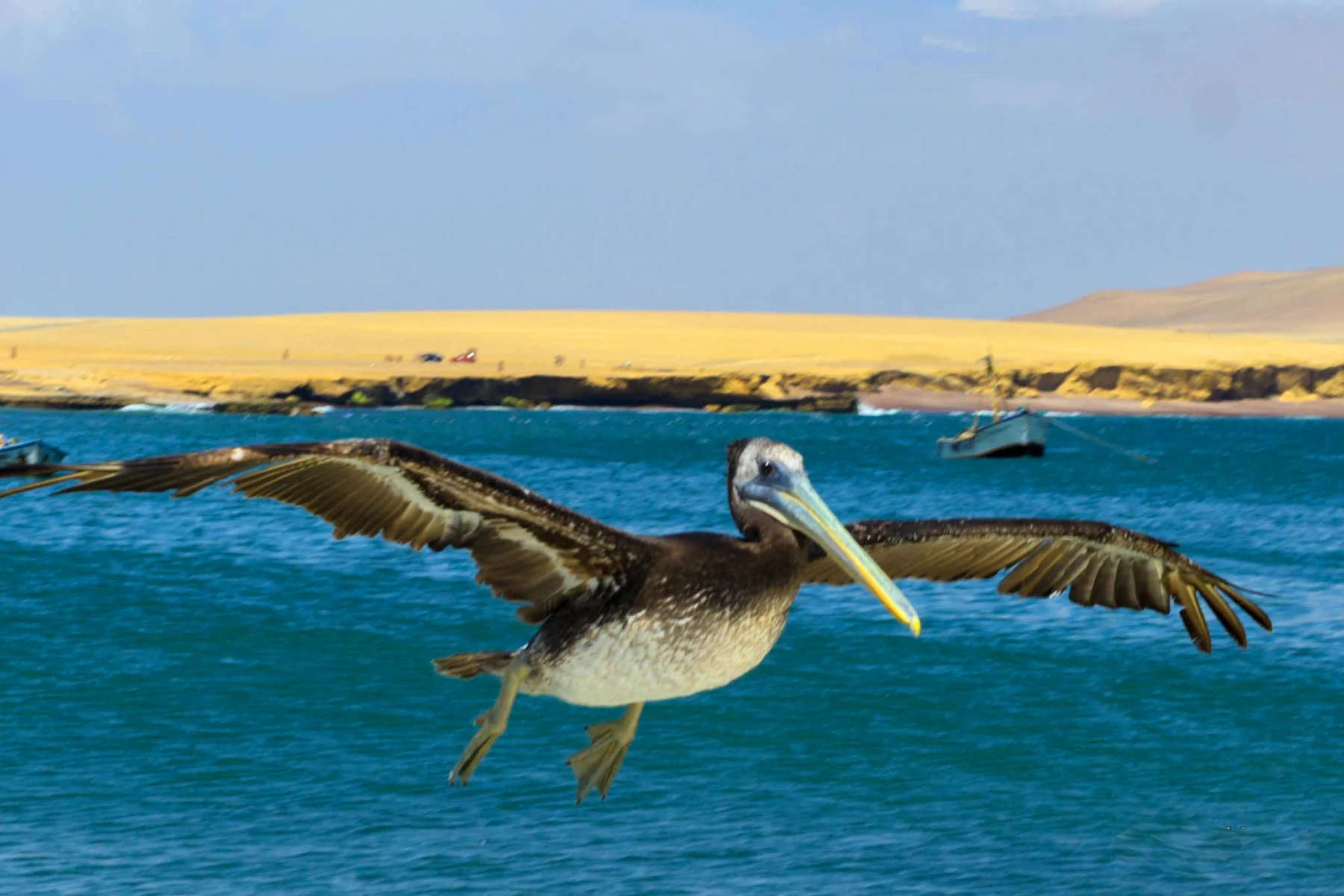 A pelican flying above blue coastal water at Paracas