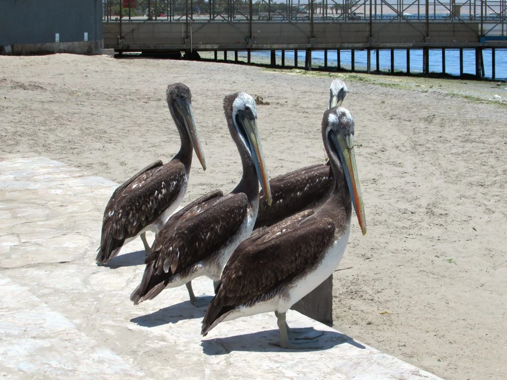Pelicans beside the Paracas town waterfront