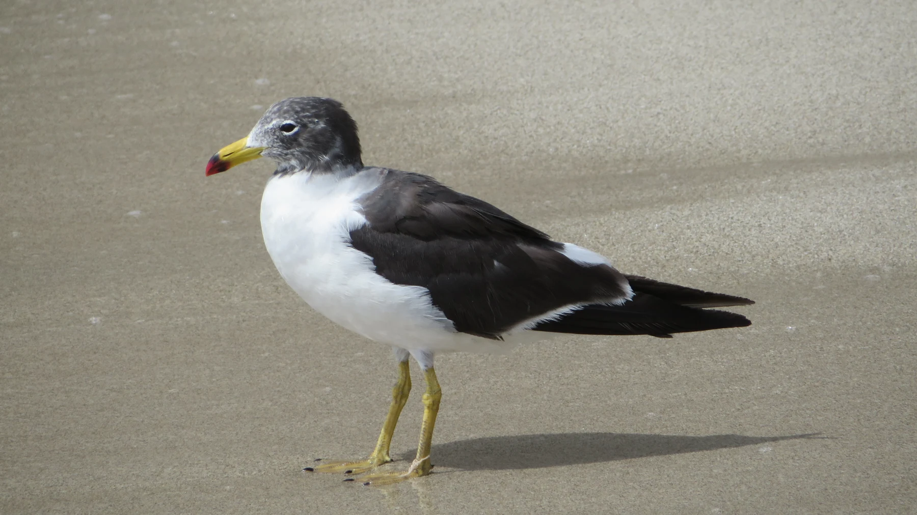 A coastal gull standing on the sand at Playa La Mina